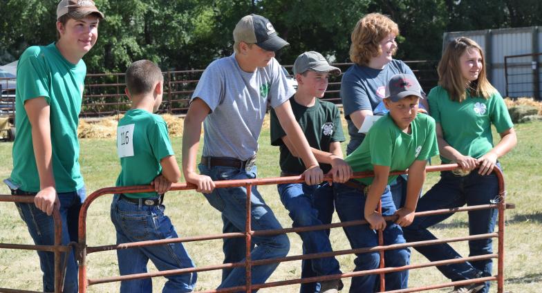 4-H youth next to livestock gate