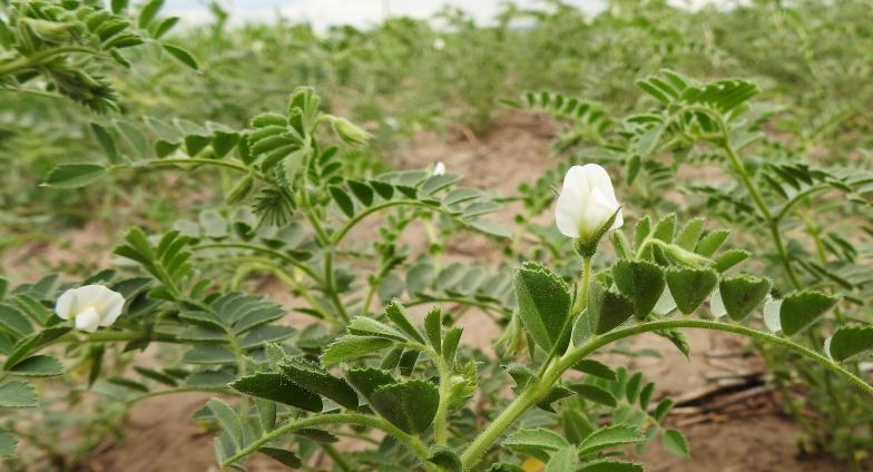 chickpea plant in with blooms