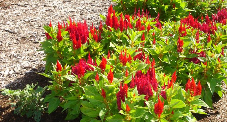 celosia with red blooms