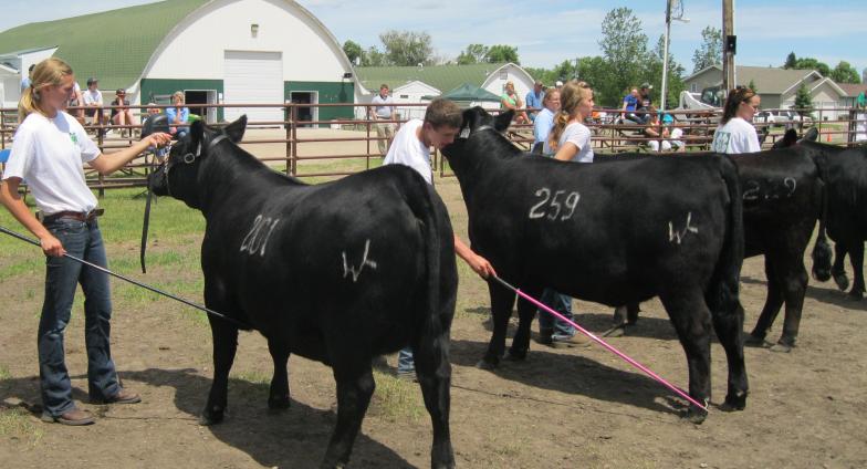 youth showing livestock