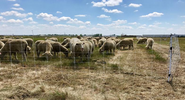 sheep grazing in penned area