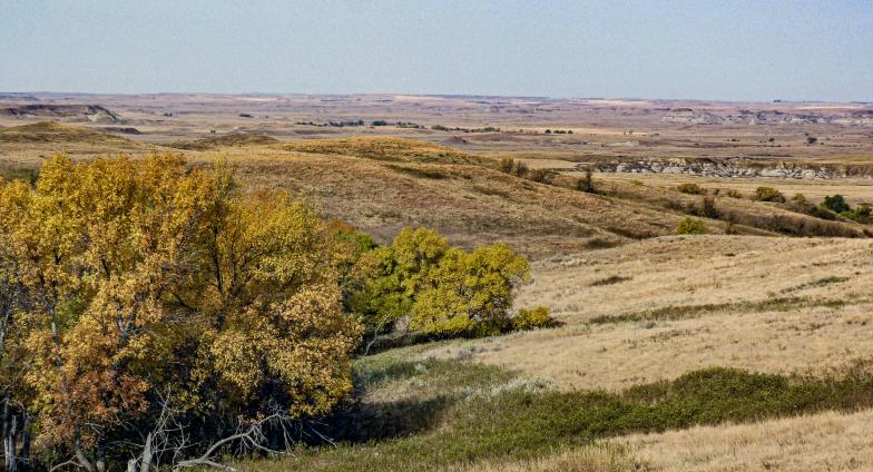 hilly prairie with tree in foreground