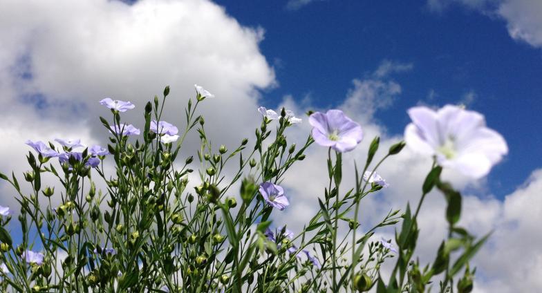 flax plant with light blue blooms