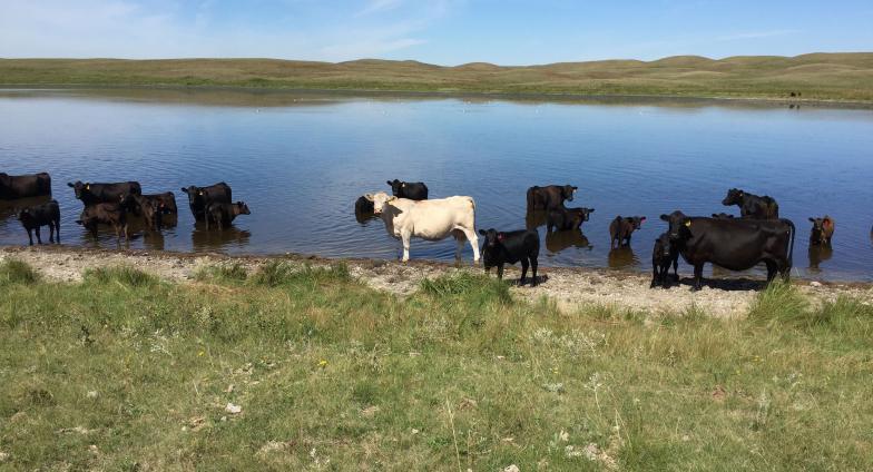 white cow amongst black cow herd cooling off in water