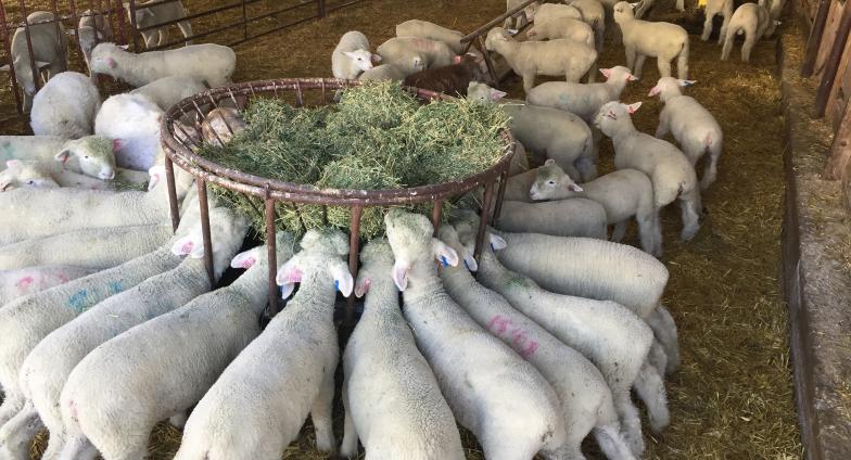 sheep feeding on hay in barn