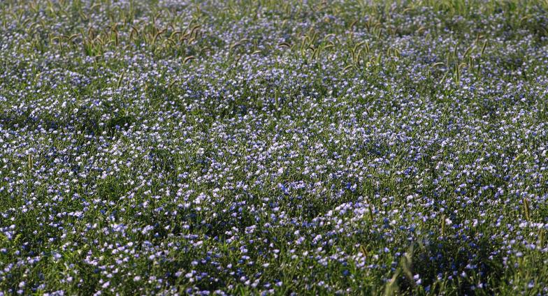 a field with small white flowers