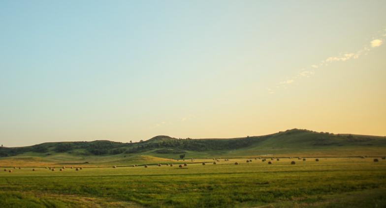 grassy field with cows and hills in the background