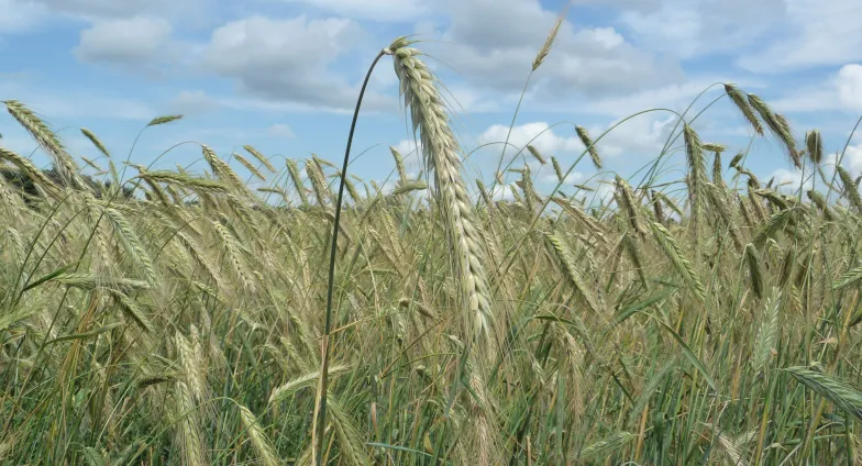 Other Crops | NDSU Agriculture