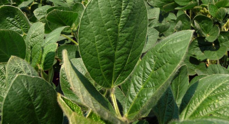 close up of soybean leaf