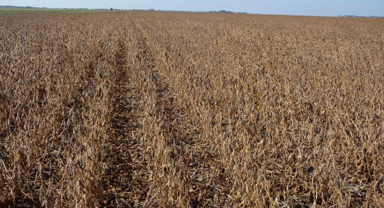 soybean field ready to be harvested