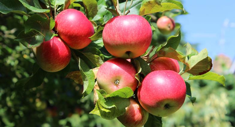 Ripe apples on a tree branch