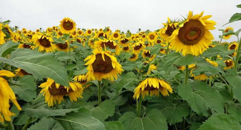 sunflowers facing down on a cloudy day