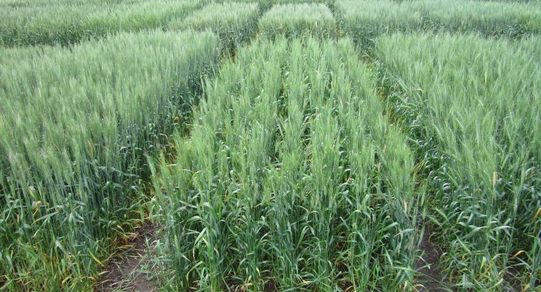Prevail wheat trial plot
