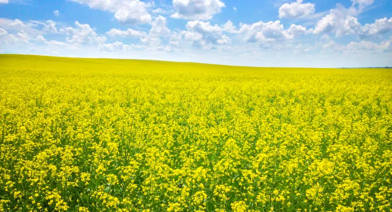 canola field in bloom