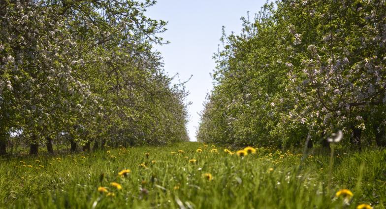 Two rows of apple trees with a grass row down the center