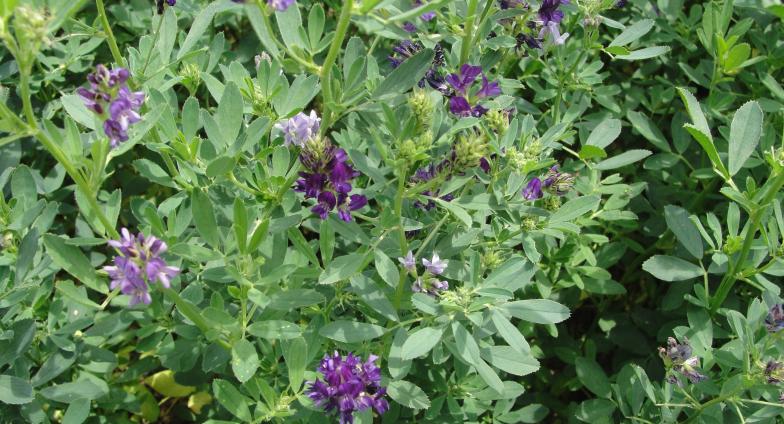 flowering alfalfa closeup