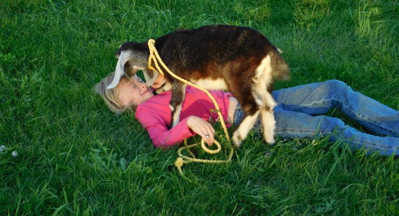 A girl in a pink shirt and jeans lies on her back in lush green grass as a small black and brown goat stands over her trying to lick her face