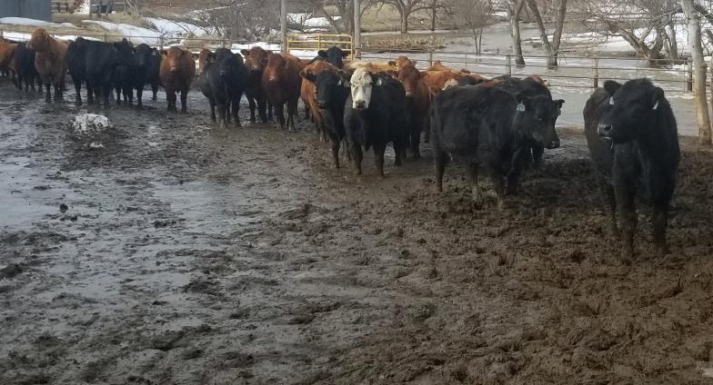 Producers need to make plans for moving feed and livestock to higher ground before flooding this spring