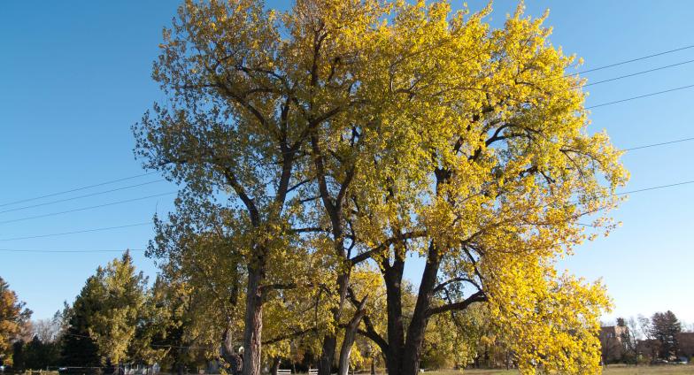 North Dakota landscape with a tree with yellow leaves