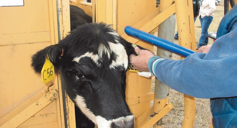 cow having ear tag scanned