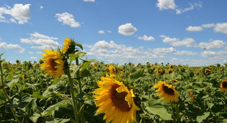 The top of a sunflower field with three large, yellow sunflower blossoms in the foreground, stretches toward the horizon where it meets a blue sky scattered with white puffy clouds.
