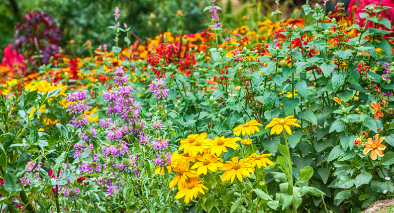 colorful flower garden