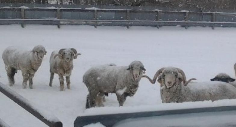 A  group of rams, facing the camera, stand in a snowy pen.  The metal fence of the pen is visible in the background just in front of a line of bare trees.