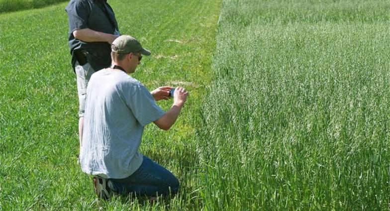 Two people, one standing and one kneeling, are looking at a trial grain plot. The plants are green and about 12 inches high.