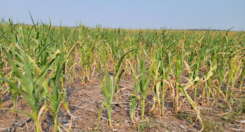 Dry, drought-stressed corn plants exhibit curling and dead leaves with no ear production.