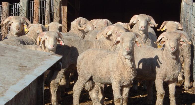 Rams from Hettinger Research Extension Center fall ram test