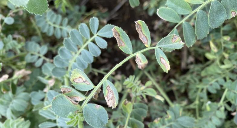Chickpea plant with ascochyta blight symptoms