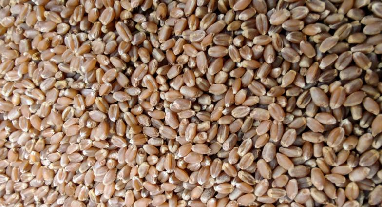 Closeup of hard red spring wheat seeds