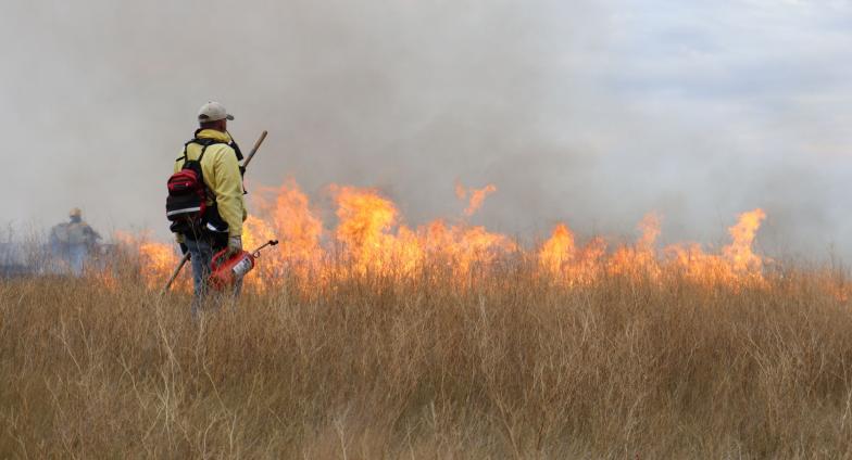 PIcutre of a person standing next to a patch burn fire reseach trial