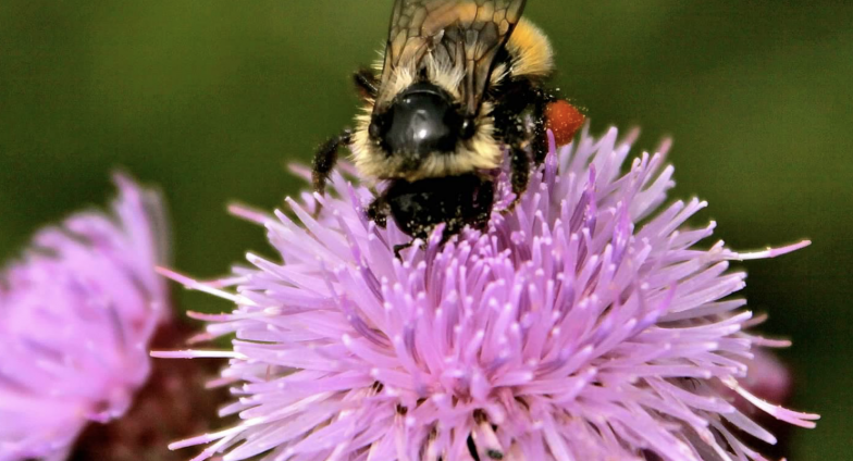 Pollen completely covers the leg of one of nature’s most ambitious pollinators, a bee. 