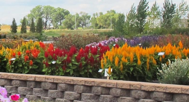 A variety of flowers at the Horticulture Research & Demonstration Gardens in full bloom.