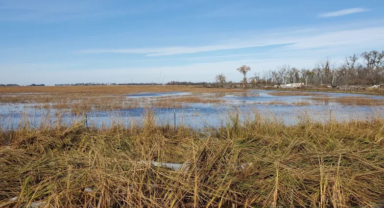 Floodwaters cover a field of long brown grass, with tall brown and green grass in the foreground, and a row of trees under a bright blue sky in the background.