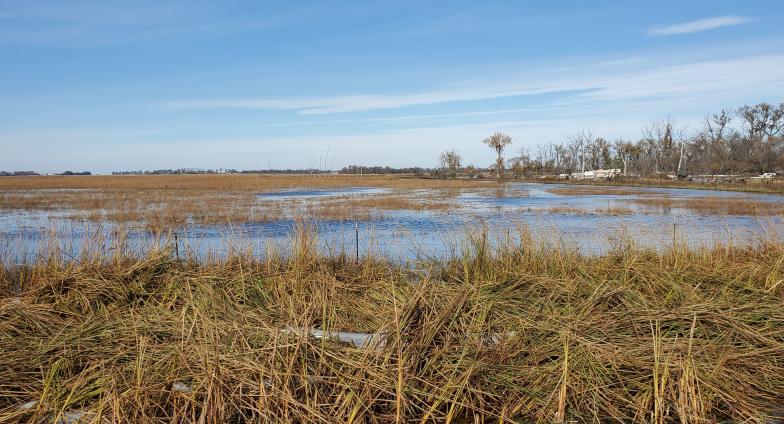 Flood waters covering a filed of long brown grass. Tall brown and green grass are in the foreground. There is a row of trees and a bright blue sky in the background.