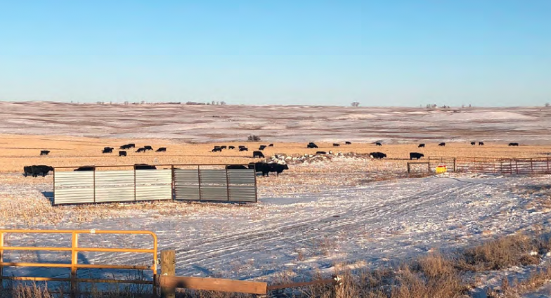A snowy pasture with short pieces of fencing, metal windbreaks, and black cows.