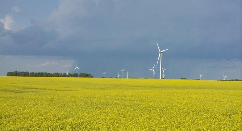 Canola field with two wind towers in the background