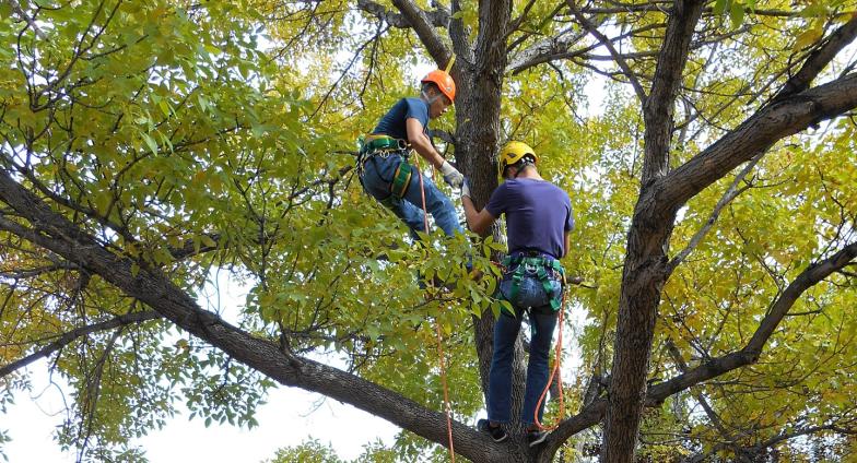 Students in tree climbing course