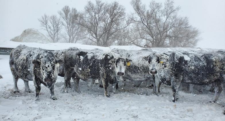 Snow covered cattle 