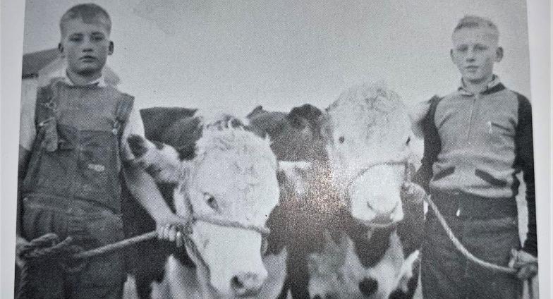 Vaughn and Roger Throfinnson with their calves 1940