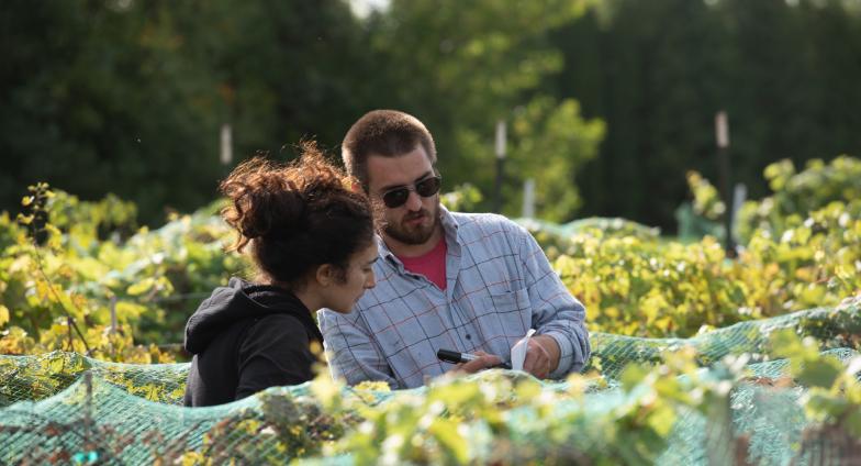 man and woman in a grape crop inspecting the grapes