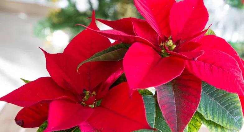 poinsettia