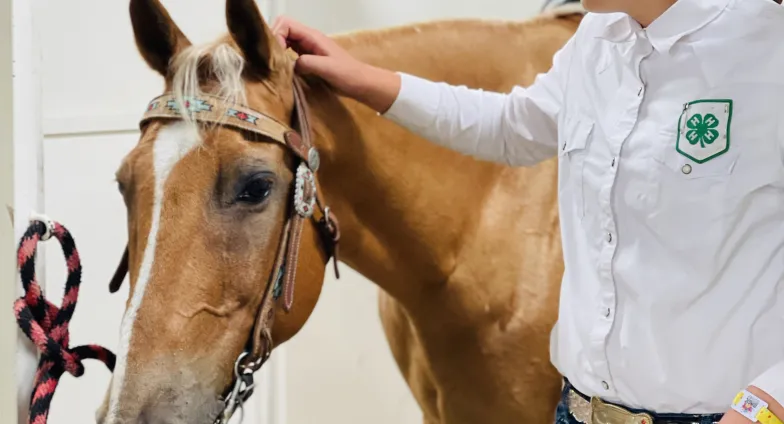 Hippology Contest Image for website