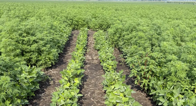 Weed science field plotwork. A treatment that worked well in contrast that didn't.