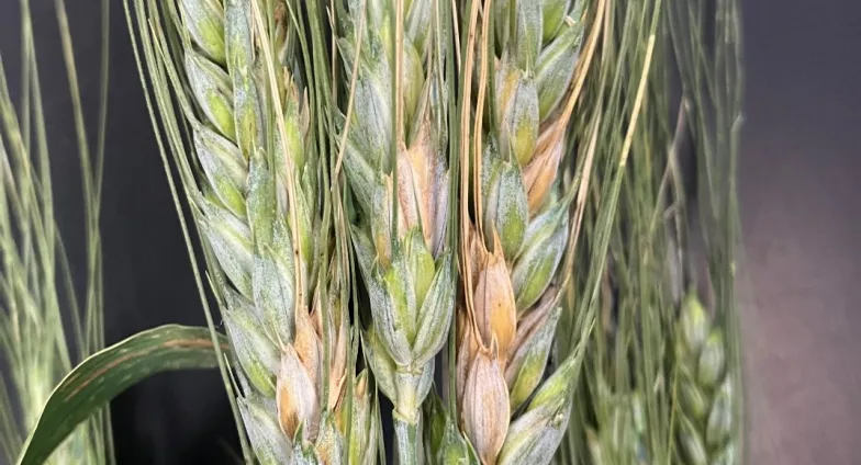 Fusarium Head Blight (scab) in durum wheat