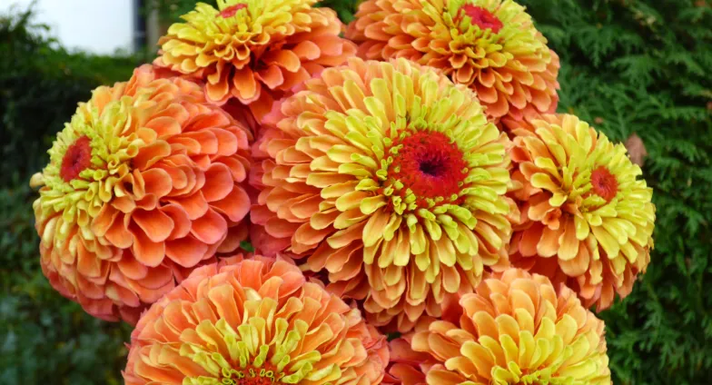 Yellow and orange zinnias