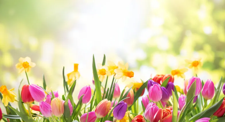 spring flowers sunrise