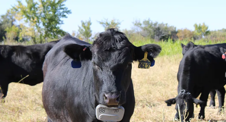 Black angus cow with ear tag and GPS collar